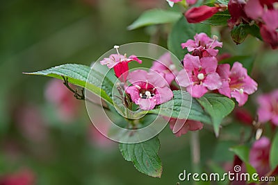 Japanese Weigela japonica, rosey-red flowers with bumblebee Stock Photo