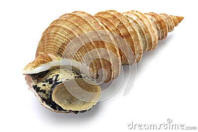 Japanese whelk Stock Photo
