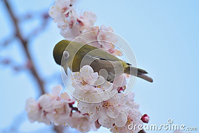 Japanese White Eye Bird on blooming White Plum blossom tree Stock Photo