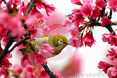 Japanese White Eye on a Cherry Blossom Tree Stock Photo