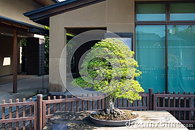 Japanese white pine bonsai tree in Omiya bonsai village Stock Photo