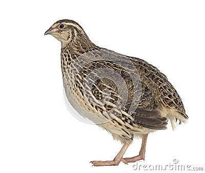 Japanese Wild Quail isolated on white Stock Photo