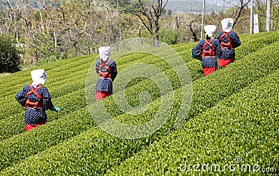 Japanese woman harvesting tea leaves Editorial Stock Photo