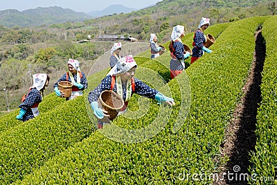 Japanese woman harvesting tea leaves Editorial Stock Photo