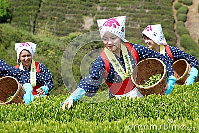 Japanese woman harvesting tea leaves Editorial Stock Photo