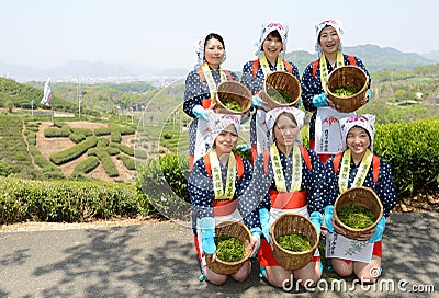 Japanese women harvesting tea leaves Editorial Stock Photo