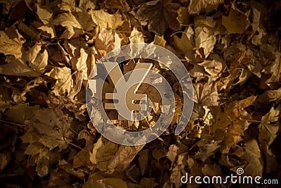 Yen or Yuan Currency Symbol on Autumn Leaves in Late evening Sun Stock Photo