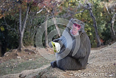 A Japans monkey is eating a banana Stock Photo