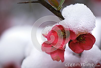 Japonica blossoms in snow Stock Photo