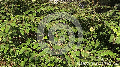 Japonica Knotweed Reynoutria und Fallopia, Büsche und Invasions- und ausdehnende Spezies von gefährlichen großen Anlagen, Herbizi stock footage Japonica Knotweed Reynoutria und Fallopia, Büsche und Invasions- und ausdehnende Spezies von gefährlichen großen Anlagen, Herbizi stock footage