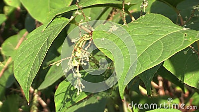 Japonica Knotweed Reynoutria und Fallopia, Invasions- und ausdehnende Spezies von gefährlichen Anlagen, Blätter und Früchte, komm stock video footage Japonica Knotweed Reynoutria und Fallopia, Invasions- und ausdehnende Spezies von gefährlichen Anlagen, Blätter und Früchte, komm stock video footage
