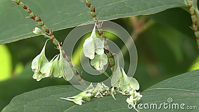 Japonica Knotweed Reynoutria und Fallopia, Invasions- und ausdehnende Spezies von gefährlichen Anlagen, Blätter und Früchte, komm stock video Japonica Knotweed Reynoutria und Fallopia, Invasions- und ausdehnende Spezies von gefährlichen Anlagen, Blätter und Früchte, komm stock video