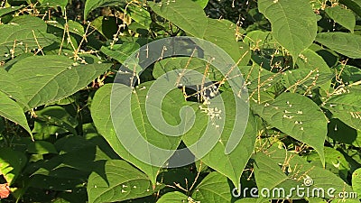 Japonica Knotweed Reynoutria und Fallopia, Invasions- und ausdehnende Spezies von gefährlichen Anlagen, von Blättern und von Früc stock video footage Japonica Knotweed Reynoutria und Fallopia, Invasions- und ausdehnende Spezies von gefährlichen Anlagen, von Blättern und von Früc stock video footage