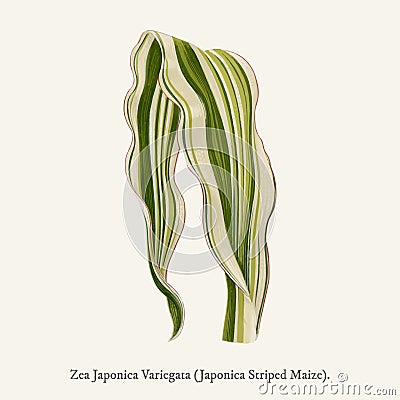 Japonica Striped Maize Zea Japonica Variegata found in 1825-1890 New and Rare Beautiful-Leaved Plant illustration drawing Cartoon Illustration