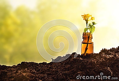 Jar with plant with yellow flower on soil nature background Stock Photo