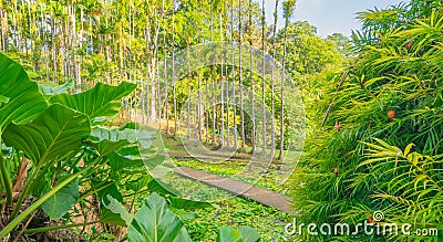 Jardins de la Balata in Fort-De-France, Martinique. Stock Photo