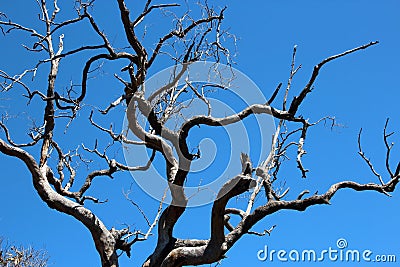 Jarrah Dieback in Gum Tree Stock Photo