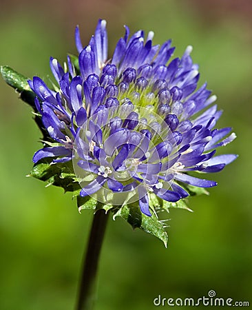 Closeup Of Jasione laevis Flower Buds Stock Photo