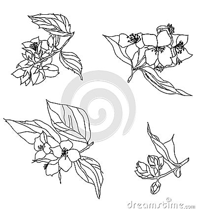 Jasmin branch Vector Illustration