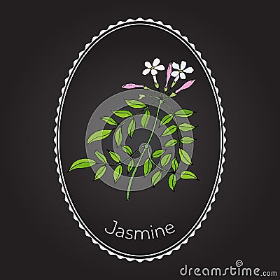 Jasmin branch Vector Illustration