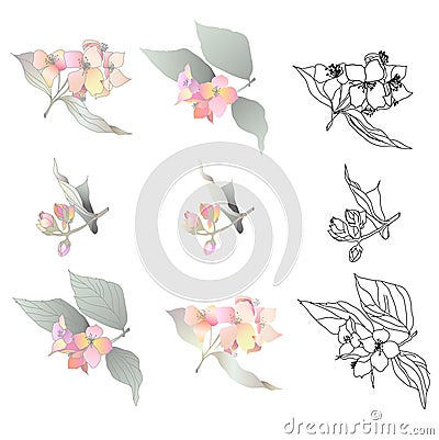 Jasmin branch vector Vector Illustration