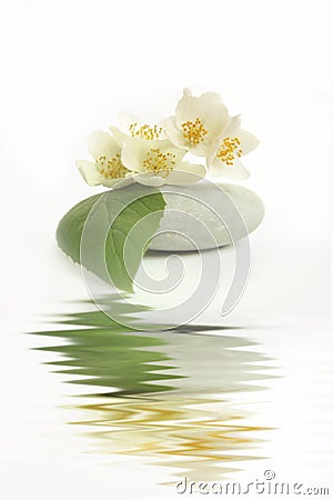 Jasmin flower Stock Photo