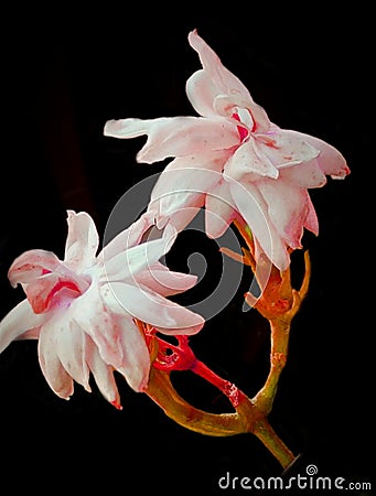 Jasmin flower... Night snap Stock Photo