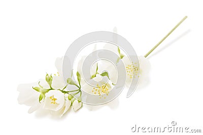 Jasmine Stock Photo