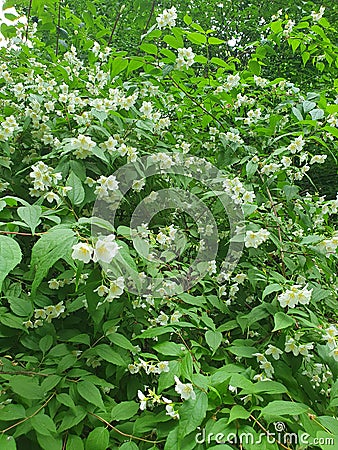 jasmine beautiful white fragrant flowers, shrub Stock Photo