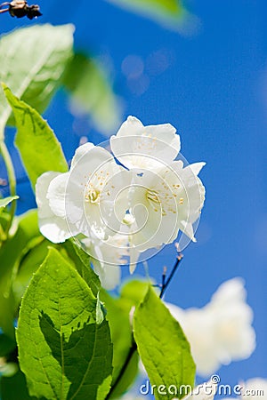 Jasmine blossom Stock Photo