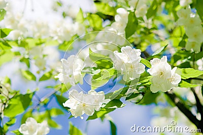 Jasmine blossom Stock Photo