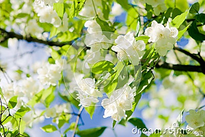 Jasmine blossom Stock Photo