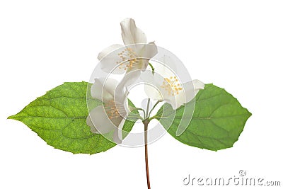 Jasmine blossom Stock Photo