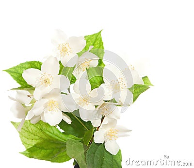 Jasmine blossom Stock Photo