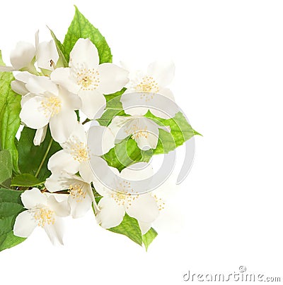 Jasmine blossom Stock Photo