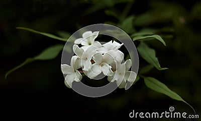 Jasmine Blossom Stock Photo