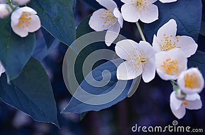 Jasmine blossom. Jesmin Stock Photo