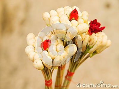 Jasmine blossom in Tunisia Stock Photo