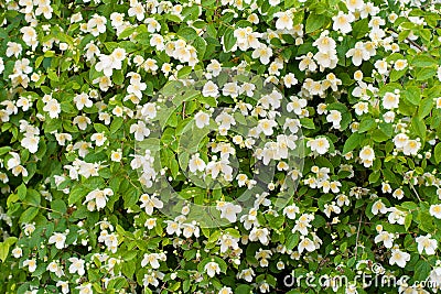 Jasmine bush Stock Photo