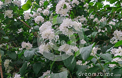Jasmine bush with beautiful, terry, white flowers Stock Photo