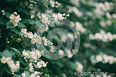 Jasmine bush, jasmine flowers, jasmine blossom flowers backgound Stock Photo