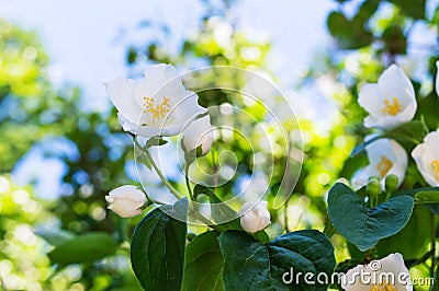 Jasmine - a bush with white flowers. Flower on a branch close-up against the sky Stock Photo
