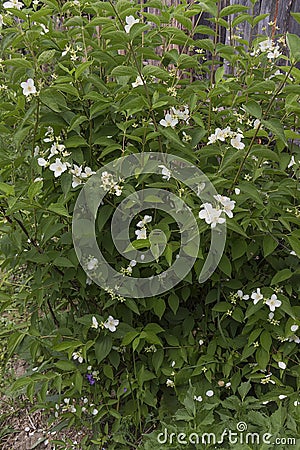 Jasmine bush Stock Photo