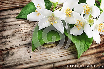 Jasmine Flower Stock Photo