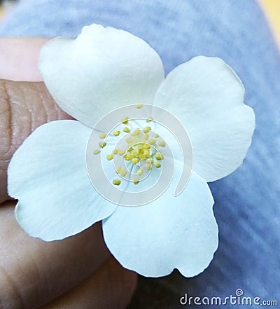 Jasmine flower, for any ad, banner Stock Photo