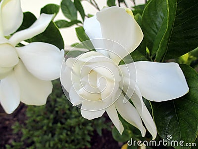 Jasmine flower blooming in the large spring garden. Splendid and romantic flower Stock Photo