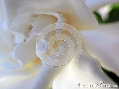 Jasmine Flower Blooming In The Large Spring Garden. Splendid And Romantic Flower Stock Photo