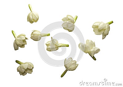 Jasmine Flower Collection Isolated Stock Photo