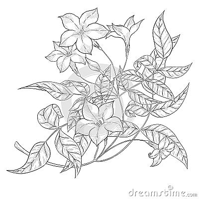 Jasmine flower digital outline illustration. Cartoon Illustration