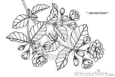 Jasmine flower drawing and sketch. Vector Illustration